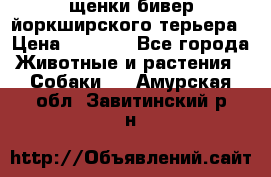 щенки бивер йоркширского терьера › Цена ­ 8 000 - Все города Животные и растения » Собаки   . Амурская обл.,Завитинский р-н